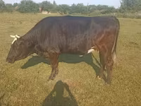 Krowa, Simmental cattle — zdjęcie 3