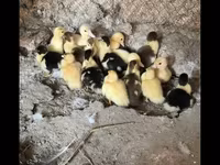 Ducks — 写真 1