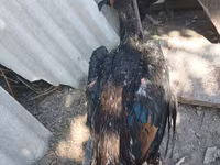 Chickens — foto 2