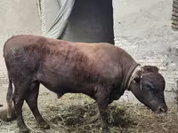 مویشی (گروپ، جنس مذکور نہیں), Russian Black pied cattle — تصویر 2