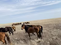 Cavalo, Cavalos — foto 5