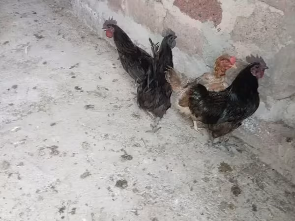 Аям Цемани