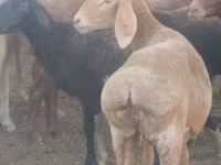 Pecora, Arashan sheep — foto 1