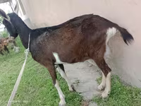 თხა, Alpine goat — ფოტო 4