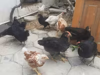 Chickens — foto 2