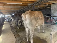 Krowa, Swiss cattle — zdjęcie 6