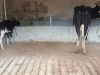 Lembu betina, Latvian Blue cattle — foto 4