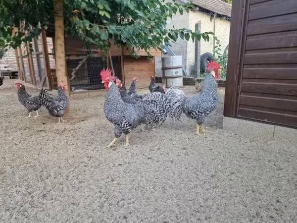 Chickens