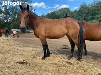 فرس, Nonius horse — الصورة 2