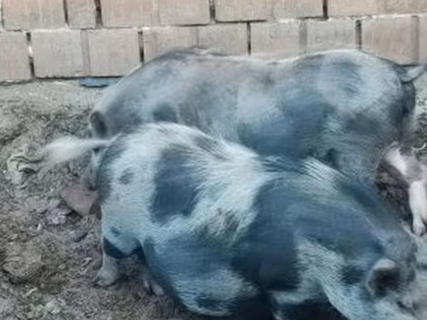 Doofaar dhaddig, Pigs
