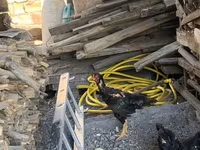 Chickens — foto 4