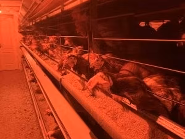 Danish hen — Hungary