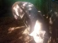 Säue, Schweine — Foto 7
