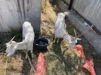 بکری, Saanen goat — تصویر 1