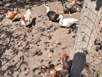 Chickens — φωτογραφία 4