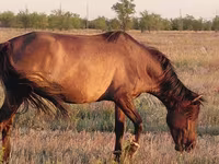 مادیان, Mugalzhar horse — عکس 4