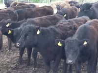 公牛, Aberdeen-Angus — 照片 4