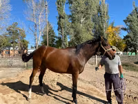Kobyła, Thoroughbred horse — zdjęcie 5