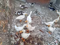 Ducks — sawirka 1