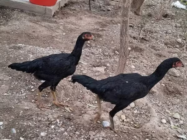 Japanski bantam