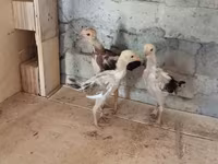 Chickens — fotografija 3