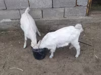 Koza, Nubian Goat — foto 2