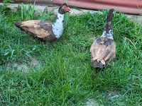 Ducks — foto 4