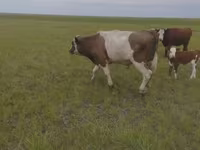 Bik, Russian Black pied cattle — fotografija 4