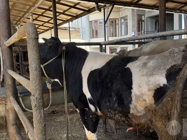 Bou, Russian Black pied cattle