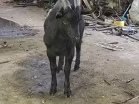 Capra, Capre — foto 2