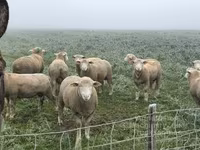 숫양, Ile-de-France sheep — 사진 4