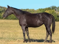 Kuda betina, Quarter Horse — foto 1