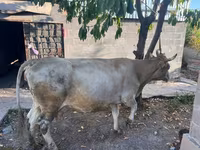 Lembu jantan, Russian Black pied cattle — foto 6