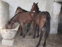 Horses (batch, sex not specified), Horses — photo 4