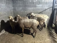 Baran, Owce — zdjęcie 1