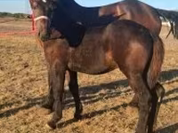 حصان, Percheron — الصورة 1