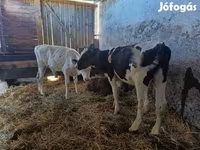 گاو نر, Russian Black pied cattle — عکس 4
