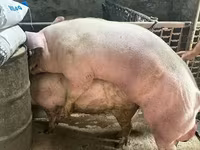 수퇘지, 돼지 — 사진 2