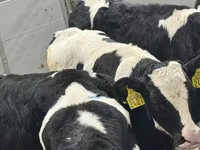 گاو و گوساله (گروه، جنسیت مشخص نشده), Russian Black pied cattle — عکس 4