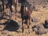 ছাগল, ছাগল — ছবি 2