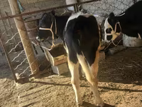 Lembu betina, Aberdeen-Angus — foto 5