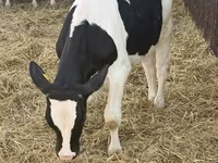 காளை, Russian Black pied cattle — புகைப்படம் 2