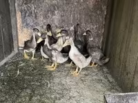 Ducks — 3. fotó