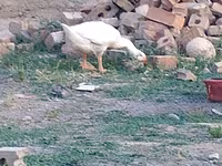 Geese — รูปภาพ 2
