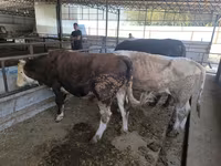 گاو نر, Swiss cattle — عکس 6