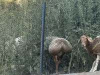 Ovce, Edilbay sheep — foto 5