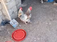 Chickens — عکس 1