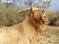 بز نر, بز — عکس 2