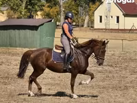 பெண் குதிரை, Hungarian horse breed — புகைப்படம் 5