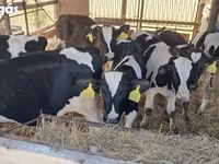 Bulle, Simmental cattle — Foto 2